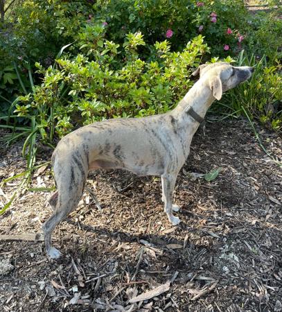 Whippet for sale by SUNSKYE