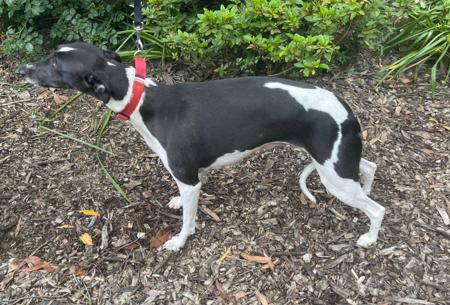 Whippet for sale by SUNSKYE