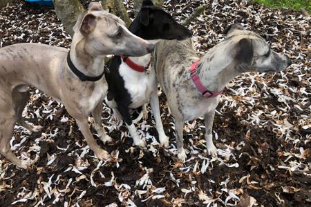 Whippet for sale by SUNSKYE
