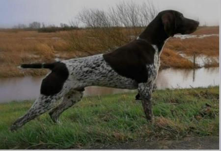 German Shorthaired Pointer for sale by POINTMORE