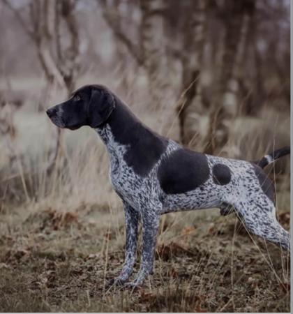 German Shorthaired Pointer for sale by BUCKENHECK