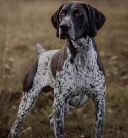 German Shorthaired Pointer for sale by POINTMORE