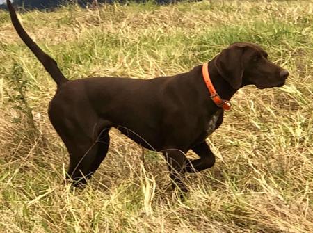 German Shorthaired Pointer for sale by POINTMORE