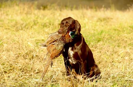 German Shorthaired Pointer for sale by POINTMORE