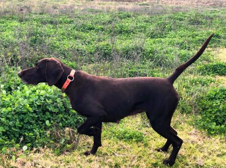 German Shorthaired Pointer for sale by POINTMORE