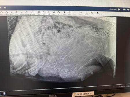 German Shorthaired Pointer for sale by POINTMORE