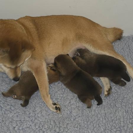 Shiba Inu puppy for sale by MORGEROT