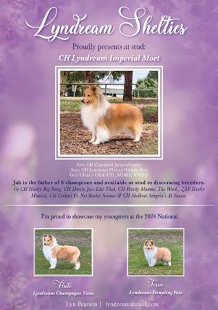 Shetland Sheepdog for sale by LYNDREAM