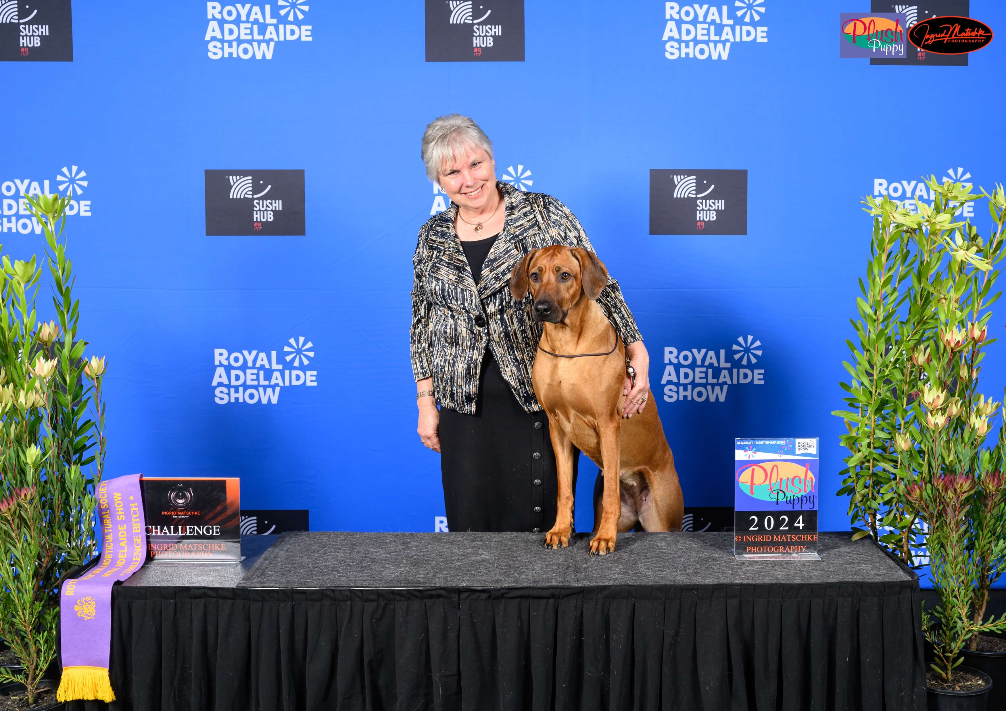 AUST. CH. Macumazahn The Sugar Hit (AI) Rhodesian Ridgeback - Owned by ...