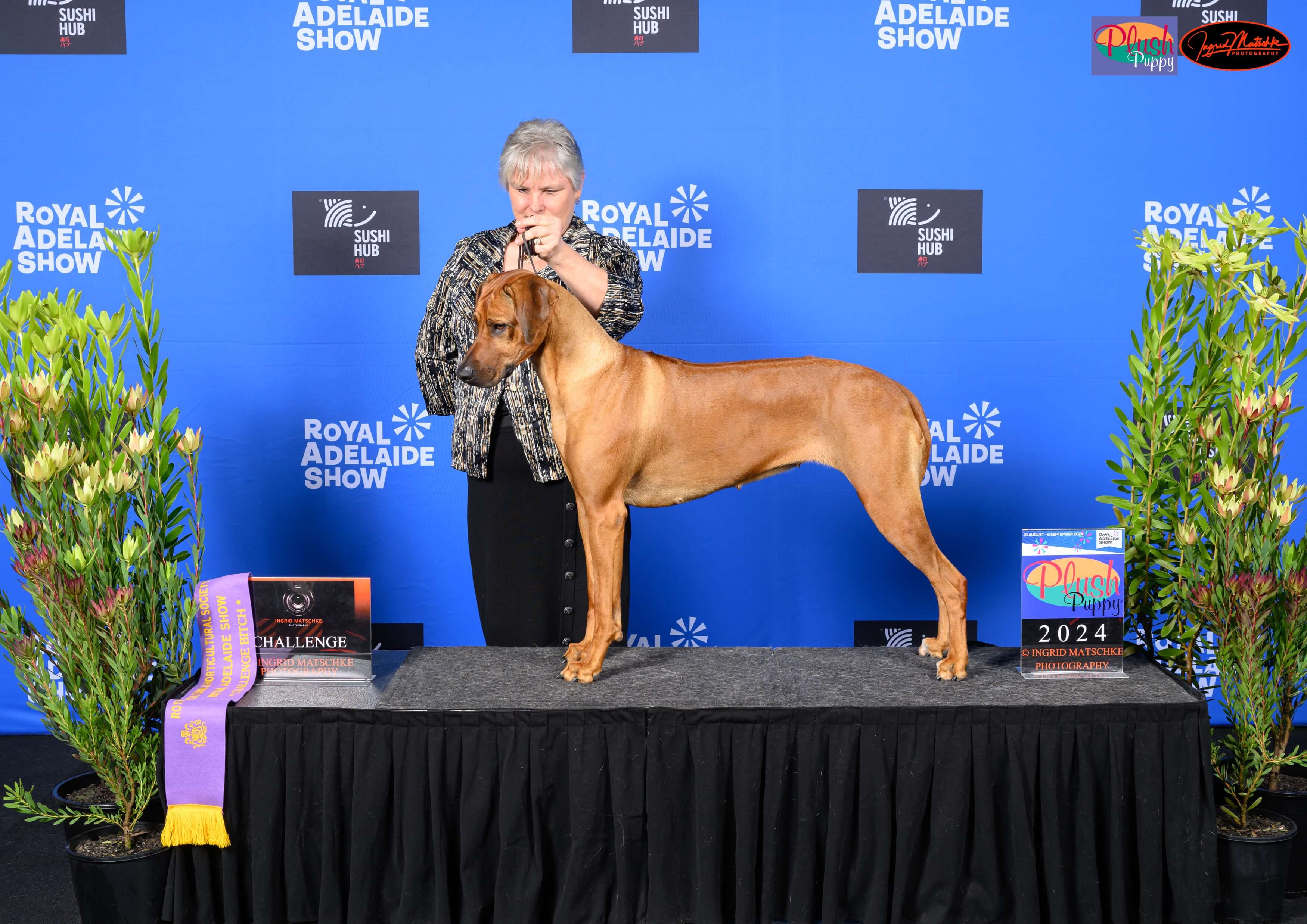 AUST. CH. Macumazahn The Sugar Hit (AI) Rhodesian Ridgeback - Owned by ...