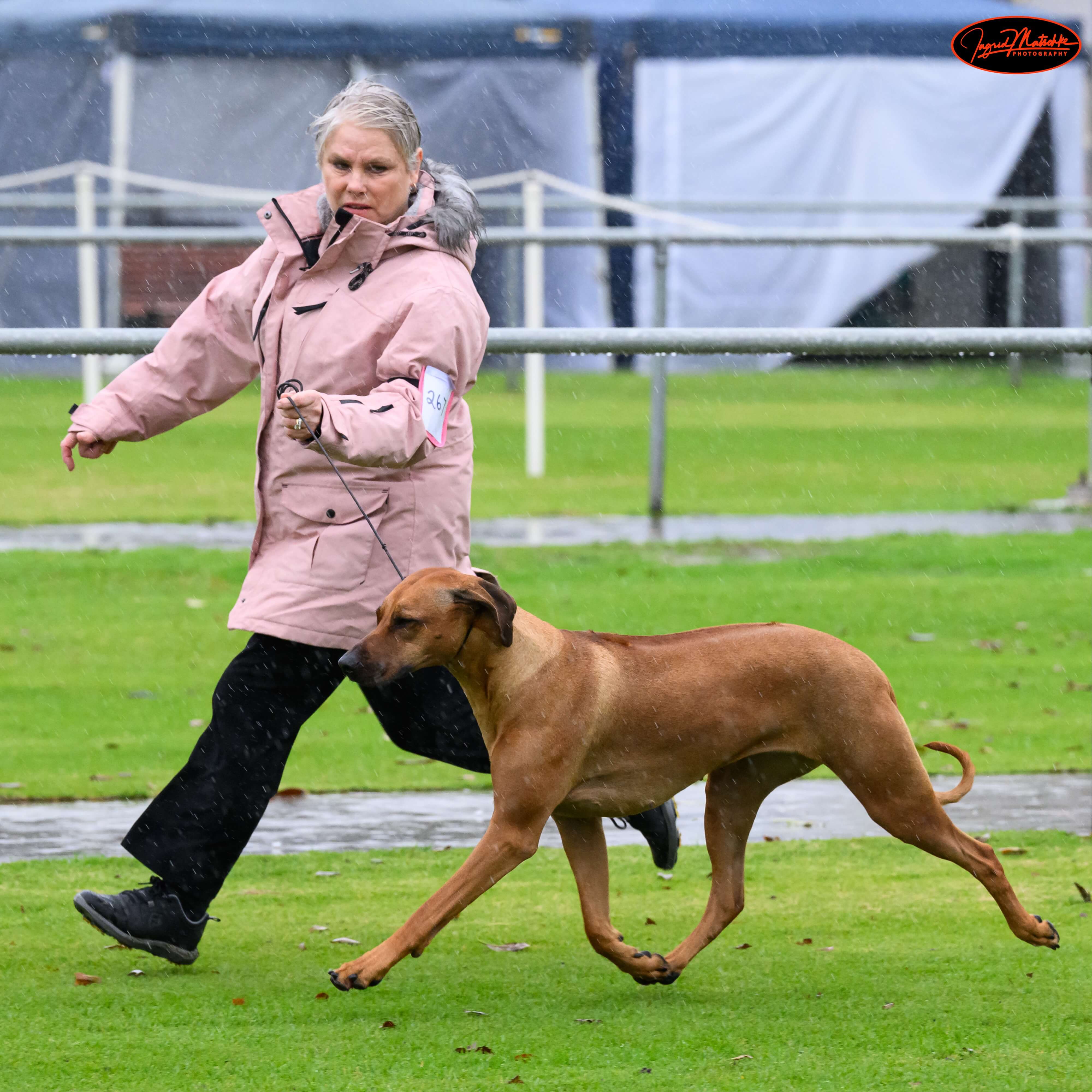 AUST. CH. Macumazahn The Sugar Hit (AI) Rhodesian Ridgeback - Owned by ...