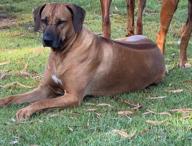 Macumazahn Hello Frmthothrside (AI) Rhodesian Ridgeback - Owned by ...