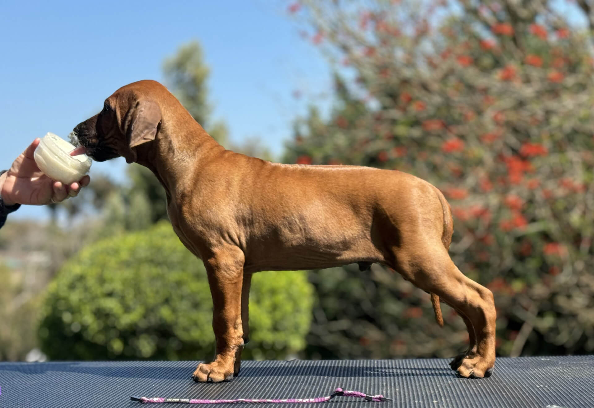 Macumazahn Wish You Were Here Rhodesian Ridgeback - Owned by Mrs Paula ...