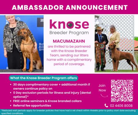 Rhodesian Ridgeback for sale by MACUMAZAHN