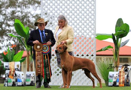 Rhodesian Ridgeback for sale by MACUMAZAHN