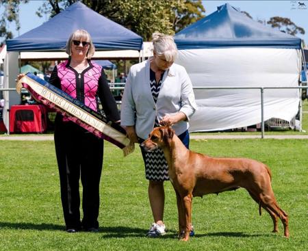 Rhodesian Ridgeback for sale by MACUMAZAHN