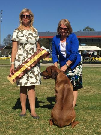 Rhodesian Ridgeback for sale by MACUMAZAHN