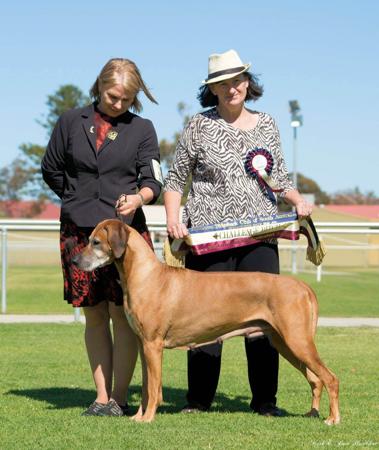 Rhodesian Ridgeback for sale by MACUMAZAHN