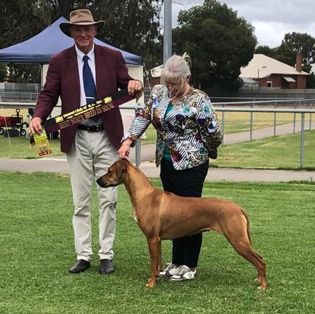 Rhodesian Ridgeback for sale by MACUMAZAHN