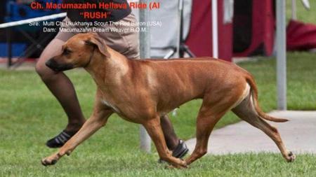 Rhodesian Ridgeback for sale by MACUMAZAHN