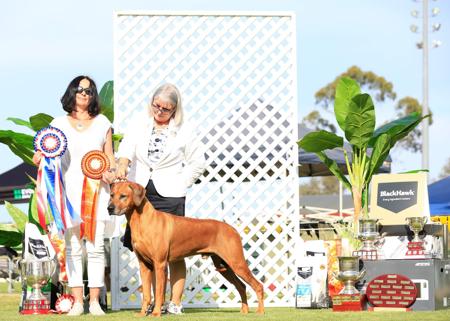 Rhodesian Ridgeback for sale by MACUMAZAHN