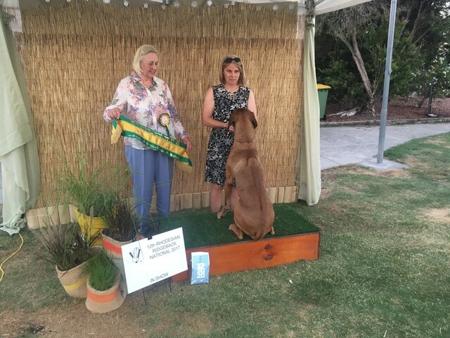 Rhodesian Ridgeback for sale by MACUMAZAHN