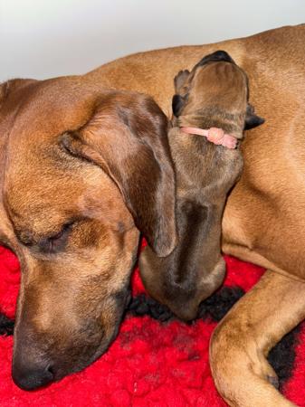 Rhodesian Ridgeback for sale by MACUMAZAHN