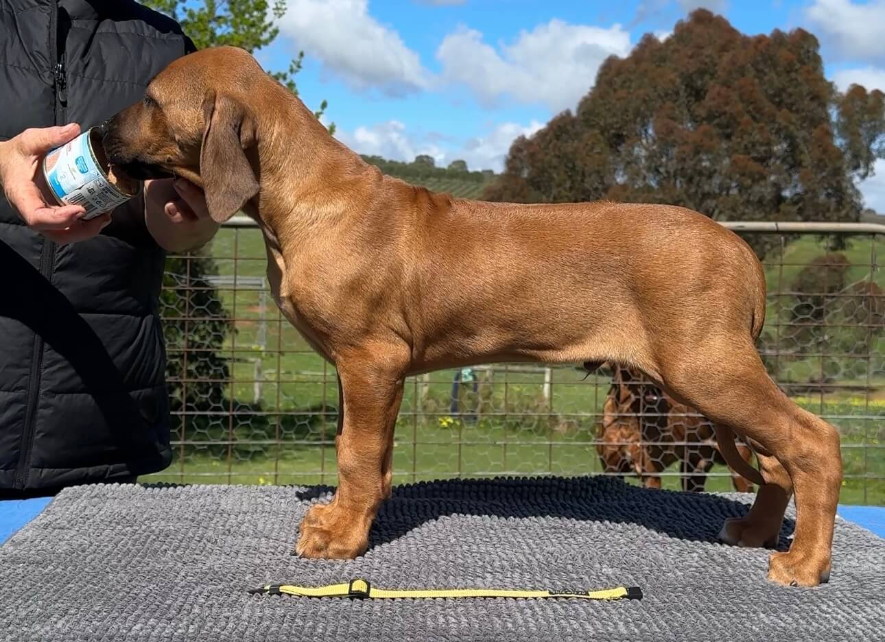 Macumazahn Cruise Control (AI) Rhodesian Ridgeback - Owned by Ms PJ Edgar