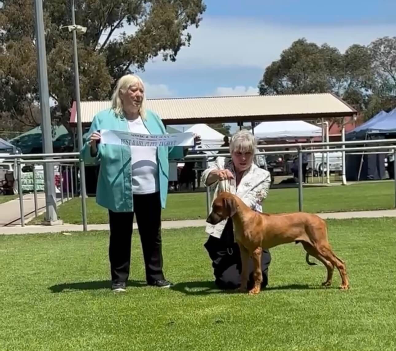 Macumazahn Cruise Control (AI) Rhodesian Ridgeback - Owned by Ms PJ Edgar