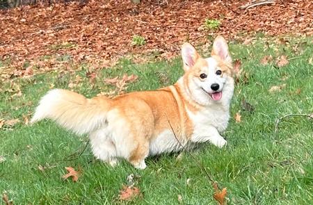 Welsh Corgi (Pembroke) for sale by ASANOYUKI