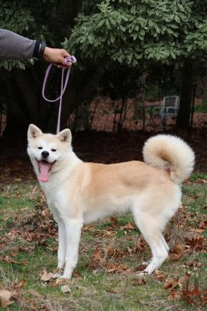 Akita (Japanese) puppy for sale by ASANOYUKI