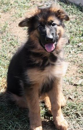 German Shepherd Dog (Long Stock Coat) puppy for sale by TAKIMBRE