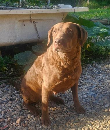 Chesapeake Bay Retriever puppy for sale by WEBFOOT