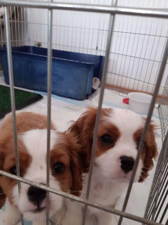 Cavalier King Charles Spaniel for sale by BONNIELAKE