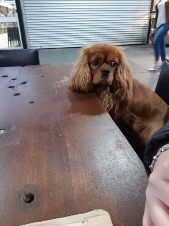 Cavalier King Charles Spaniel for sale by BONNIELAKE