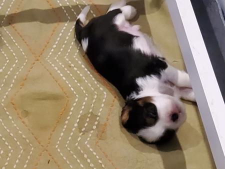 Cavalier King Charles Spaniel for sale by BONNIELAKE