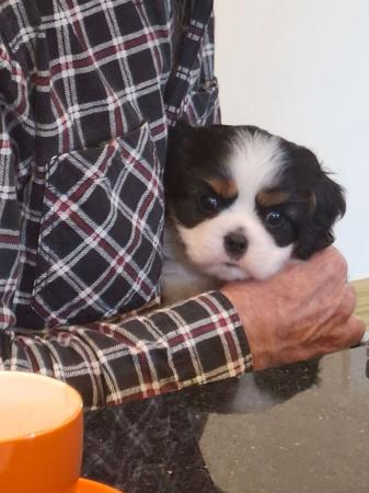 Cavalier King Charles Spaniel for sale by BONNIELAKE