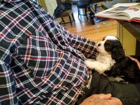 Cavalier King Charles Spaniel for sale by BONNIELAKE