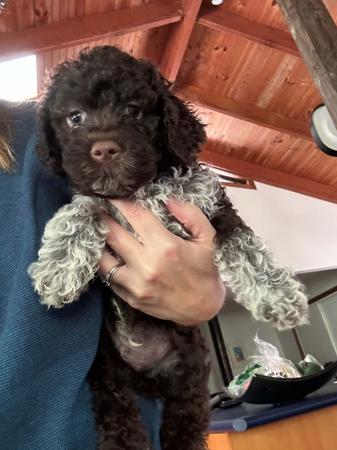 Lagotto Romagnolo puppy for sale by LASIMBA