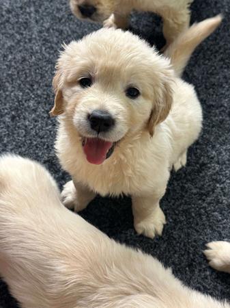 Golden Retriever puppy for sale by LAKETOPIA