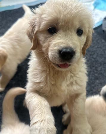 Golden Retriever for sale by LAKETOPIA