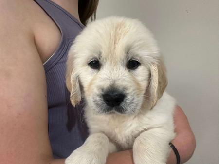 Golden Retriever for sale by LAKETOPIA