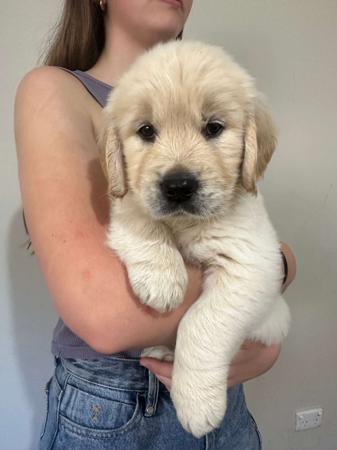 Golden Retriever for sale by LAKETOPIA