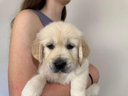 Golden Retriever for sale by LAKETOPIA