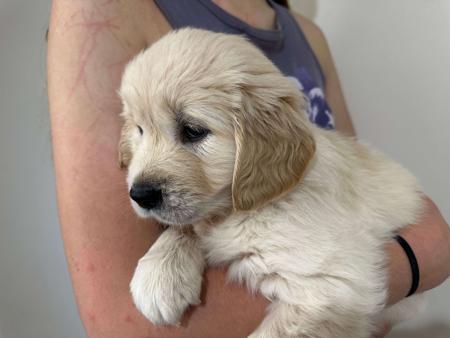 Golden Retriever for sale by LAKETOPIA
