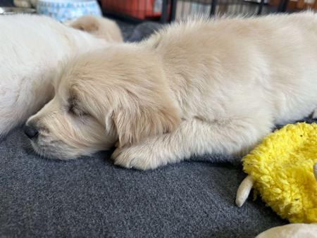 Golden Retriever for sale by LAKETOPIA