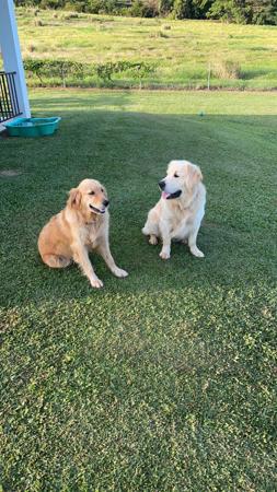 Golden Retriever for sale by GOLDTAG