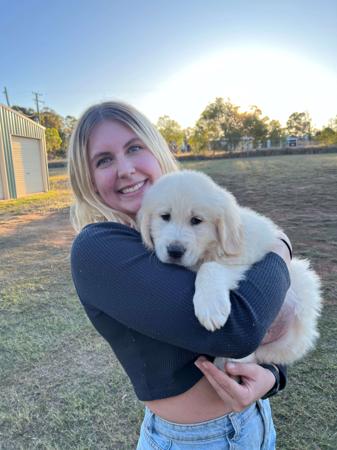 Golden Retriever for sale by GOLDTAG
