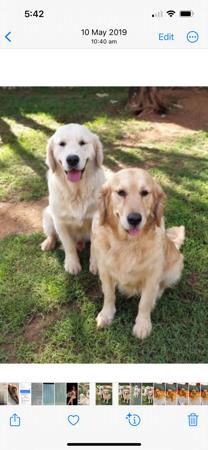 Golden Retriever for sale by GOLDTAG