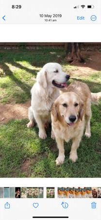 Golden Retriever for sale by GOLDTAG